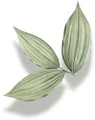 3 feuilles - Végétal de décoration stabilisé - décoration design végétal