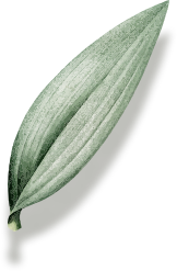 feuille longue - Végétal de décoration stabilisé - décoration design végétal